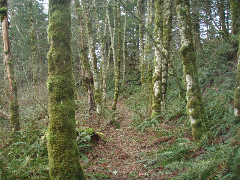 Cedar creek area